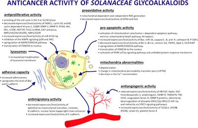 Anticancer activity of <mark class="highlighted">glycoalkaloids</mark> from Solanum plants: A review